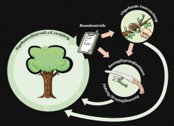 Baumkontrolle Verkehrssicherungspflicht Verkehrssicherheit von Bäumen