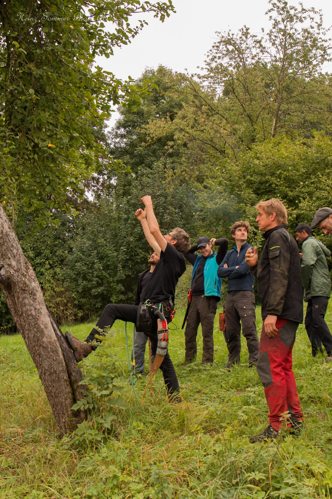 Baumkletterwochenende in Buttenheim Obstbaumschnitt mit Kai Bergengrün - Busch Baumpflege