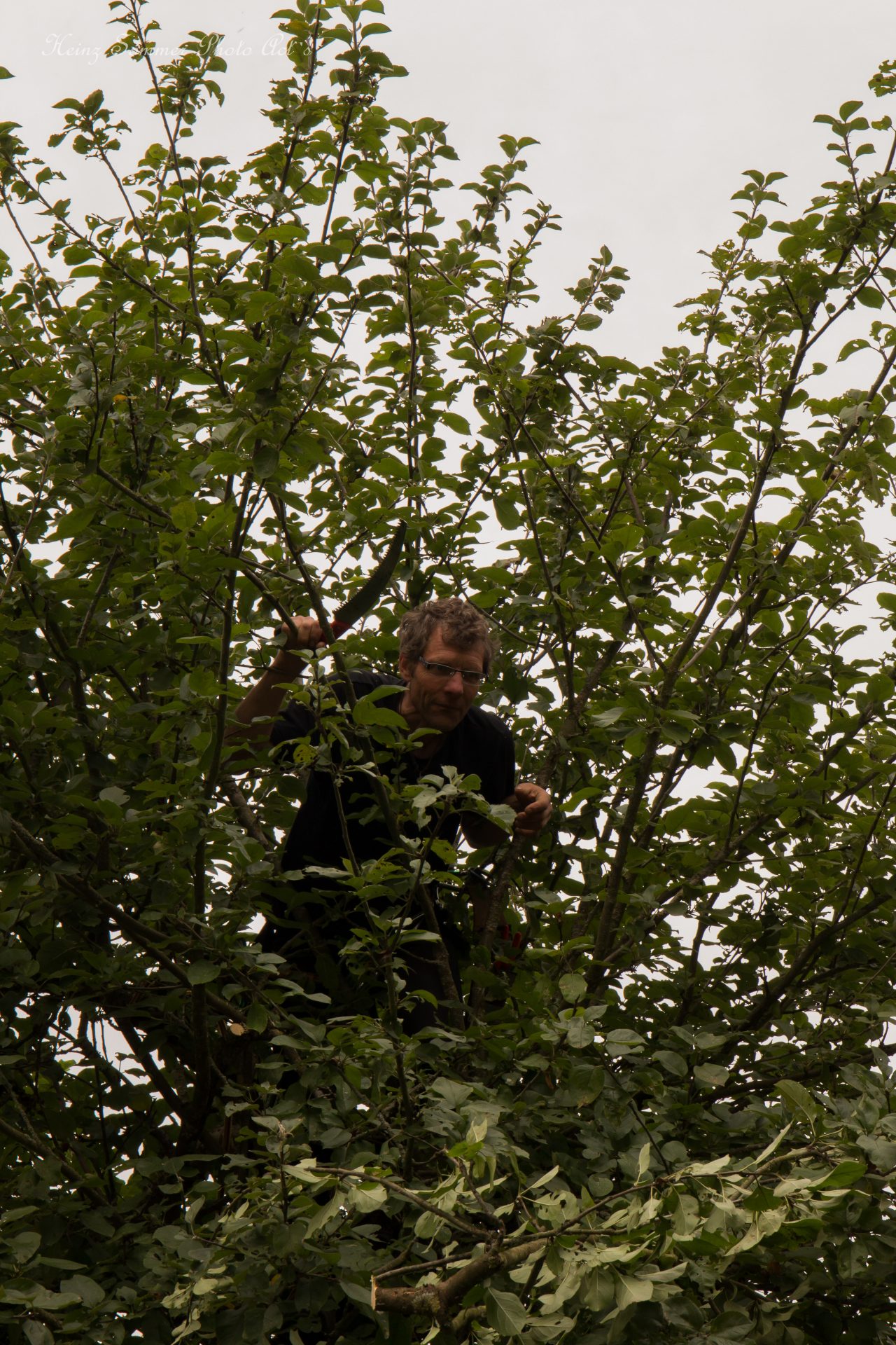Kai Bergengrün beim Obstbaumschnitt in Buttenheim