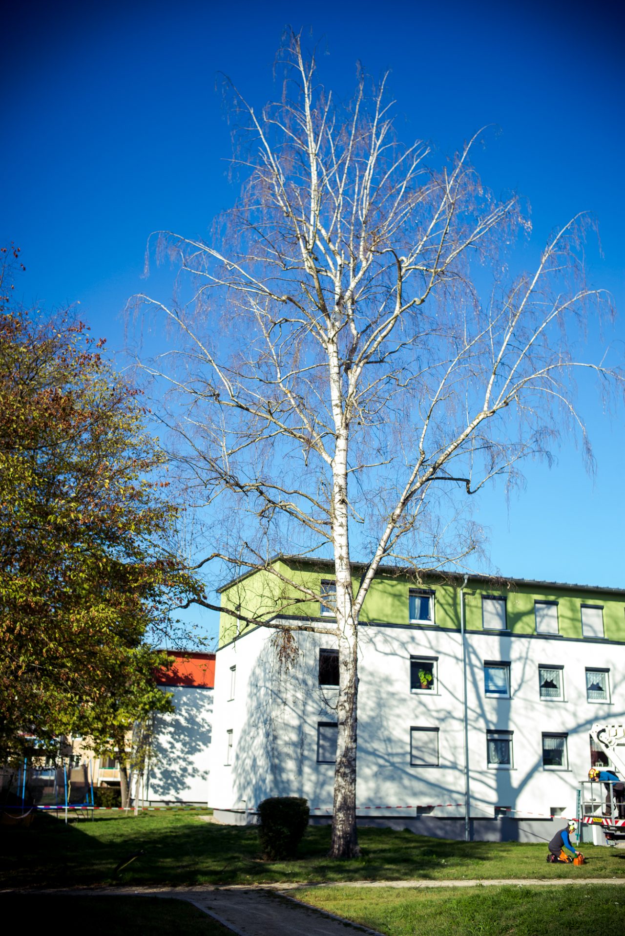 Baumfällung einer Birke in Forchheim - Busch Baumpflege