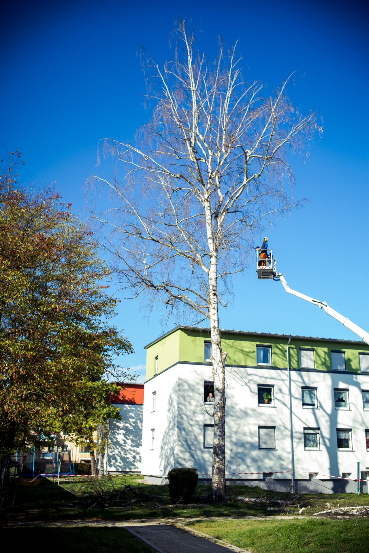 Baumfällung mit Hubsteiger - Busch Baumpflege