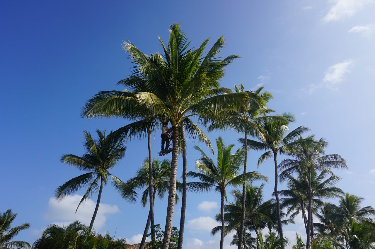 Even Desmarias palm trimming near Kukuiula Boat Harbor